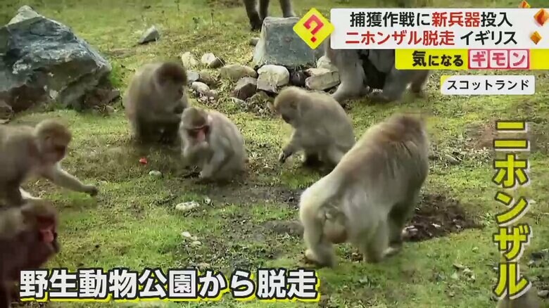 繁殖シーズンの争いを避けるため？　ニホンザルが動物公園から脱走…ドローンで探し無事捕獲　スコットランド｜FNNプライムオンライン