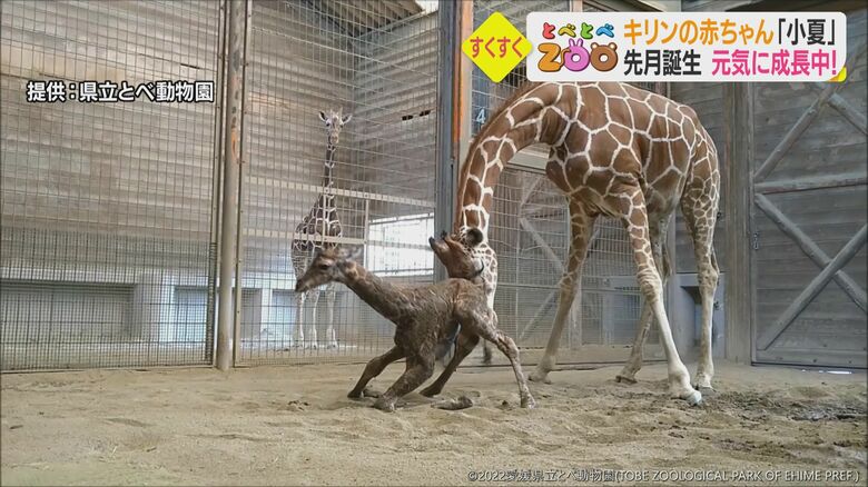 角が内側に閉じた状態で生まれるというキリンの赤ちゃん