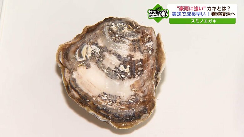 有明海にしか生息していないという「スミノエガキ」