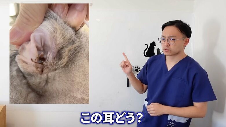 耳掃除は綿花で外側を軽く拭うくらいで十分