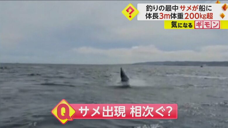 釣り針にかかったアオザメが水面を跳ねる様子