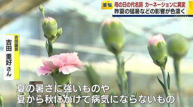吉田さんのハウスのカーネーション
