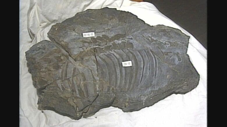 南三陸町で見つかった「ウタツギョリュウ」の化石