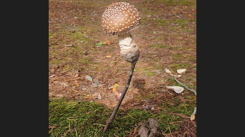 絶妙なバランスで立っている（提供：草葉ノカゲさん）