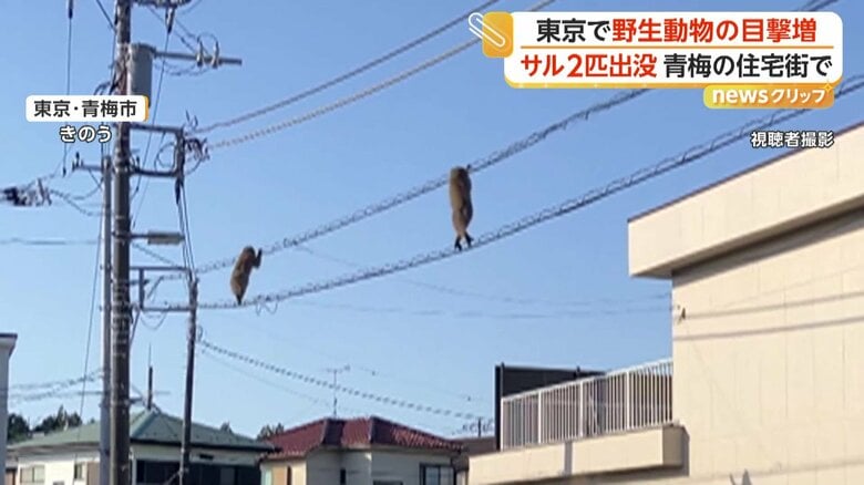 2本の電線を伝って、器用に渡っていく2匹のサル
