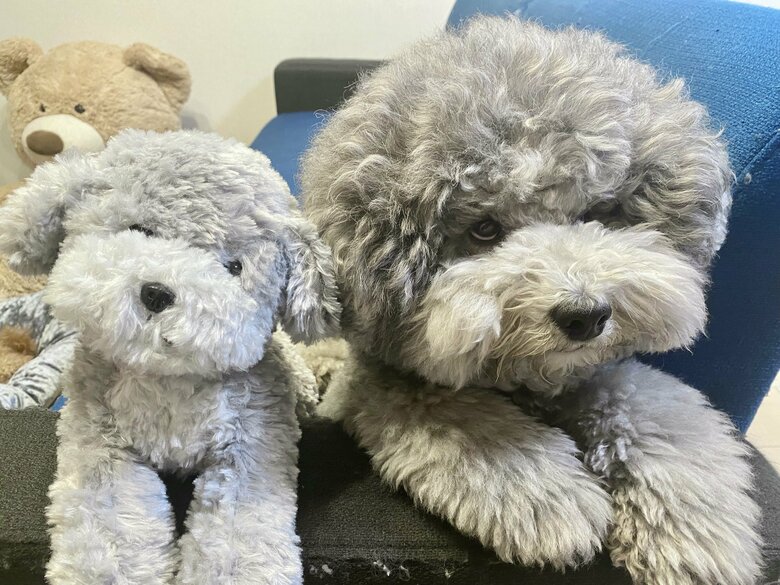 4歳の誕生日プレゼントされたぬいぐるみとれあるくん（提供：レノン&れあるさん）