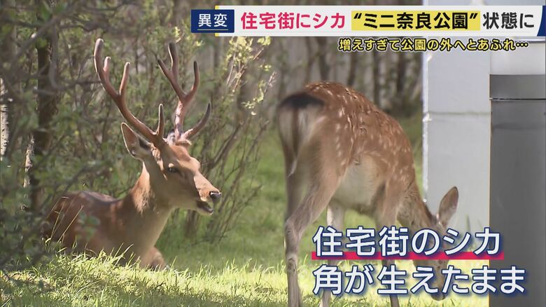 「振り向いらたら突進された」と話す住民も…
