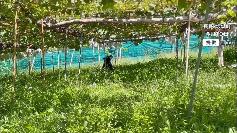 ブドウ畑に現れた黒い影