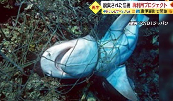 漁網が絡まったサメ