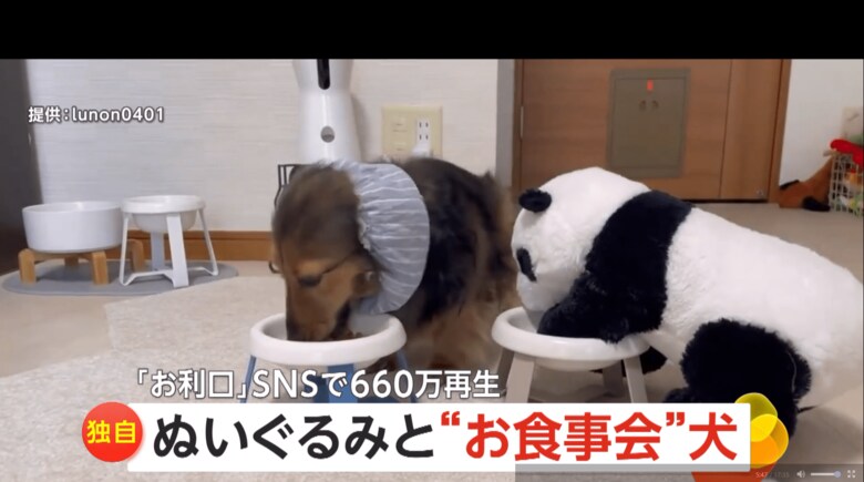 パンダのぬいぐるみと並んでご飯を食べる、るのんくん