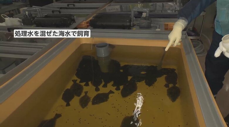 処理水を混ぜた海水で飼育中のヒラメ