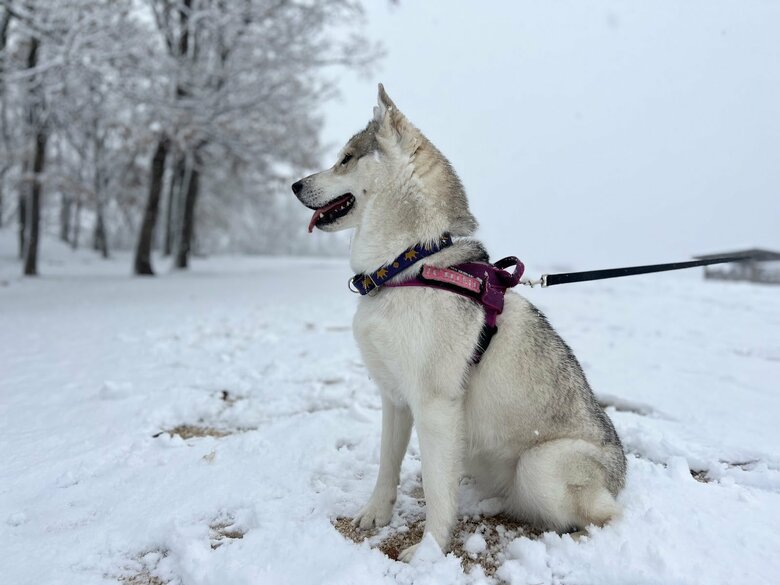 提供：ハスキーいちみちゃんと田舎暮らしさん