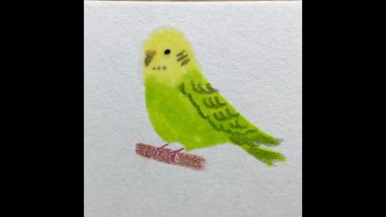 輪郭を描かずに色を塗るだけでインコが完成…わずか25秒! 描き方のコツを聞いた