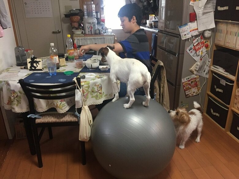 バランスボールを乗りこなす犬