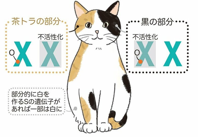 メスは片方のXを不活性化（イラスト：杉崎アチャ）