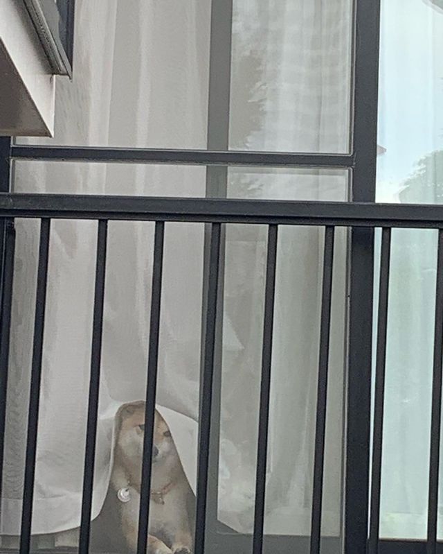 窓からお見送り（提供：柴犬 しんさん）