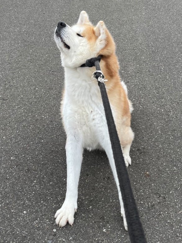 提供：秋田犬 五元(イモト)さん