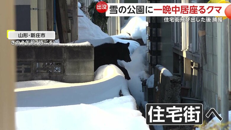 住宅街に出没したクマ