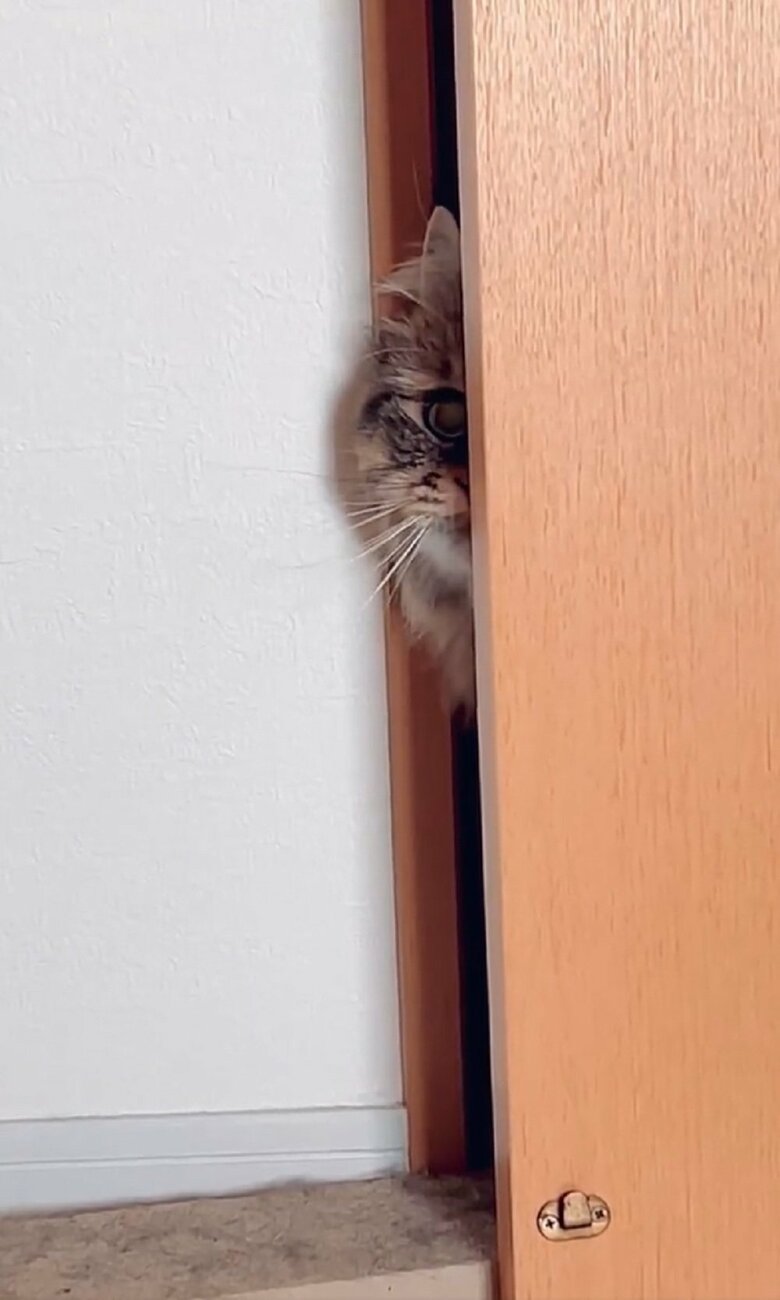 「あれ、何？」