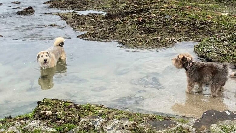 海辺で遊ぶ2匹