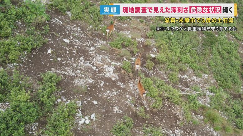 「裸地化」が進む