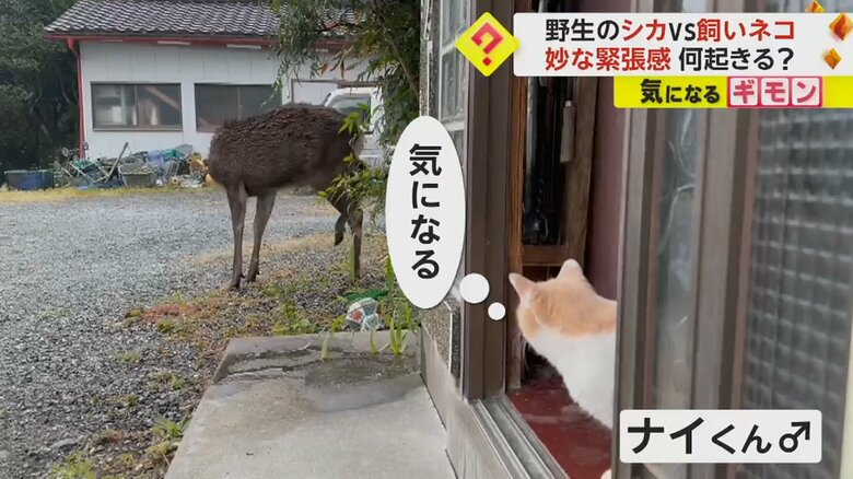野生のシカを気になる様子で見つめる、オスネコのナイくん