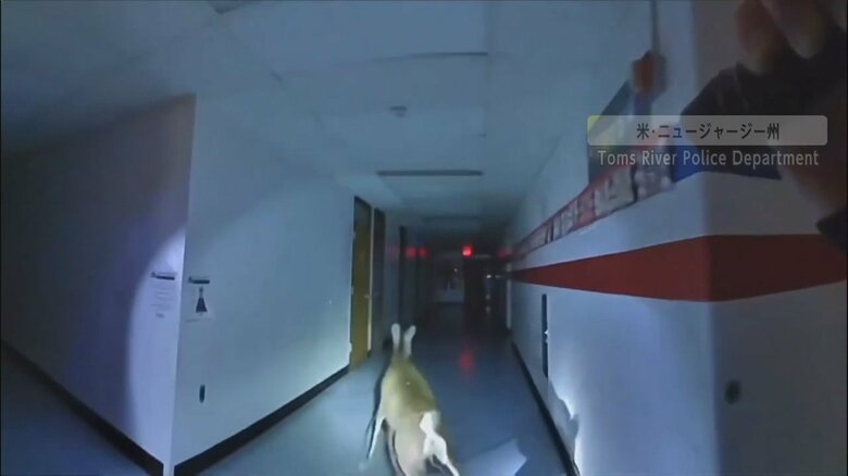 深夜の小学校を逃げ回るシカの様子①