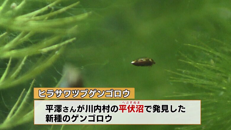 ヒラサワツブゲンゴロウ