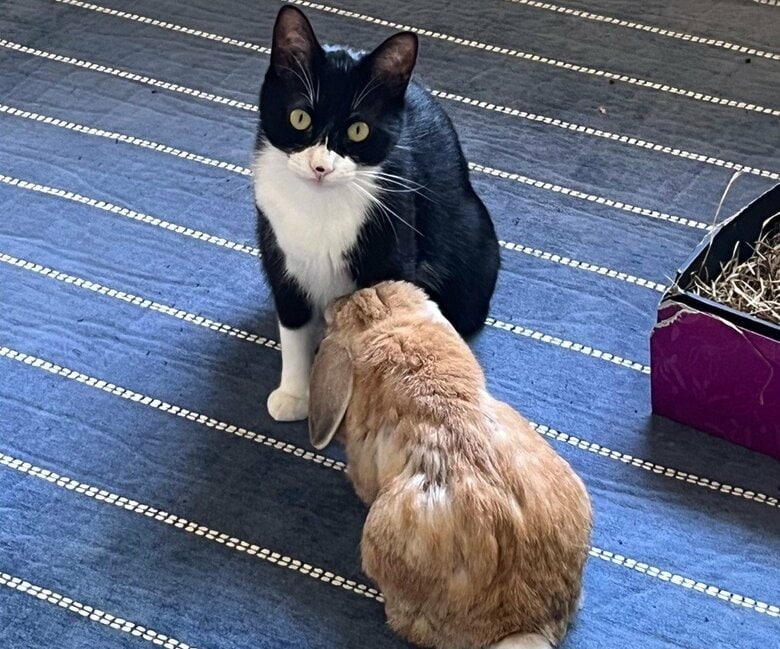 ビビくんの足元に頭を突っ込むキナオくん