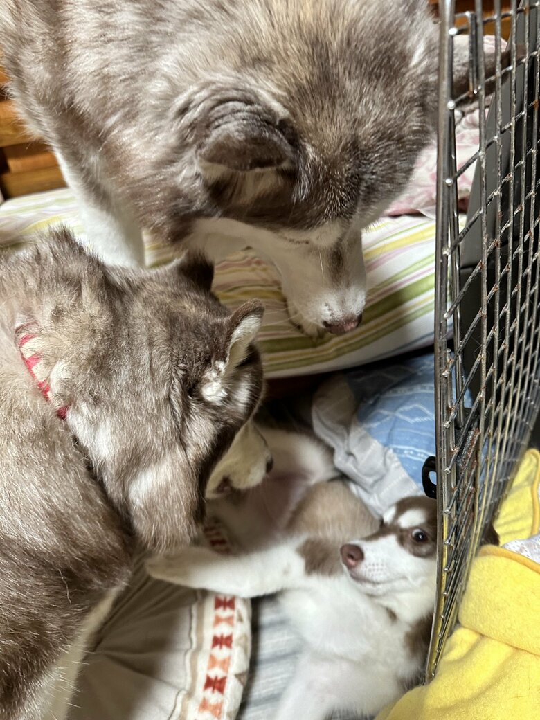 実家のハスキーたちに囲まれるマリアンちゃん