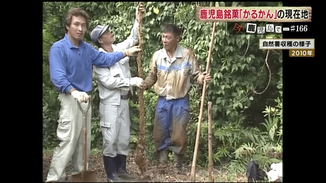 天然の自然薯の収穫は重労働だ