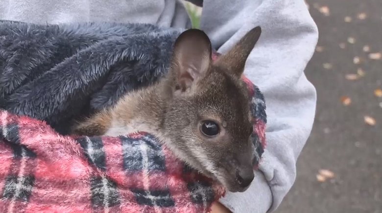 今しか見られない“赤ちゃんアニマル”を大公開!休園中の動物園で何してる?