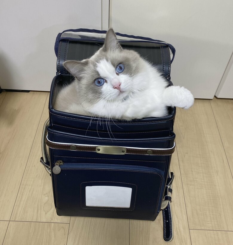 息子さんのランドセルにすっぽり