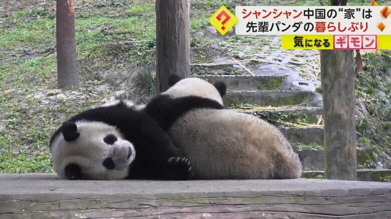 昼寝をするパンダ