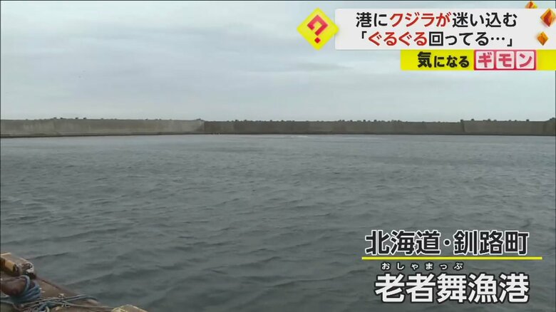 コンクリートの壁で囲まれた北海道釧路町の老者舞漁