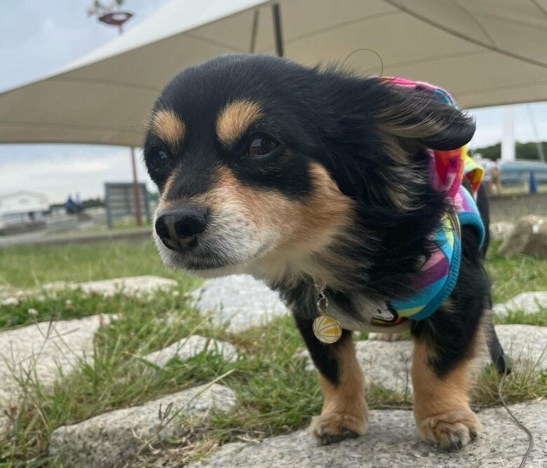 強風で毛がなびく