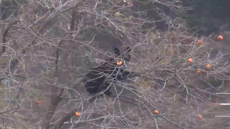 柿の実はほとんどクマに食べつくされた