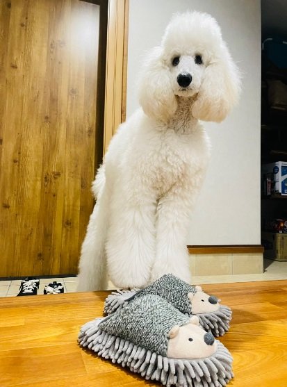 気になるスリッパと一緒に