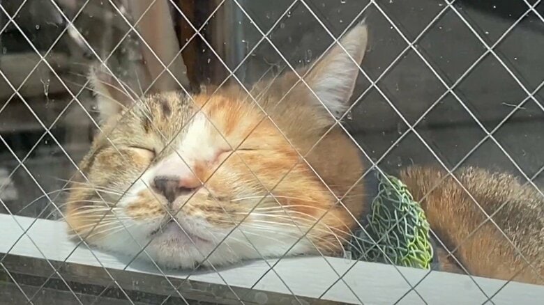 かみちゃんへの期待は大きい