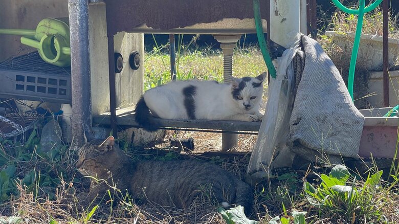 仲良くなれるか