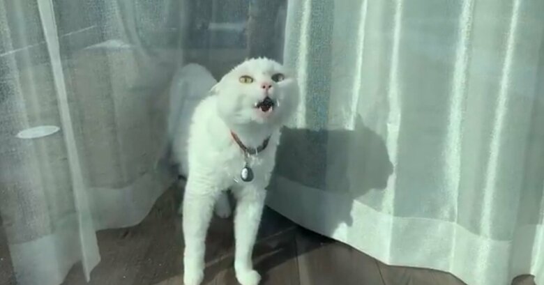 提供：ハク様