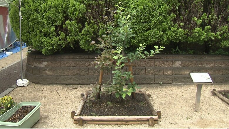 「両国の友好と協力関係、繁栄の象徴」として植樹されたリンゴの木