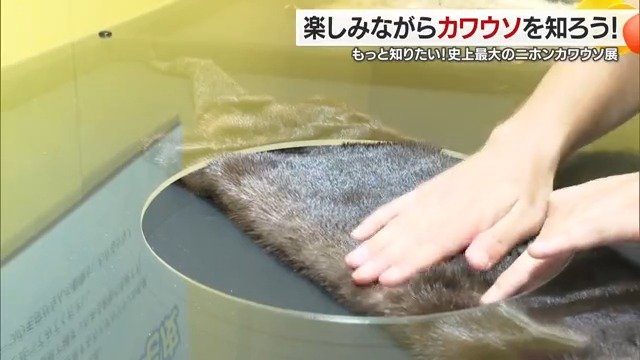 カナダカワウソの毛皮にも触ることができる