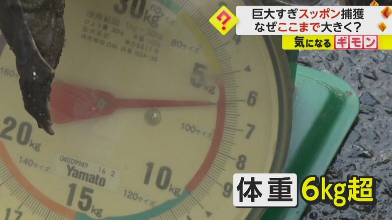 スッポンの体重は6kgを超えていた