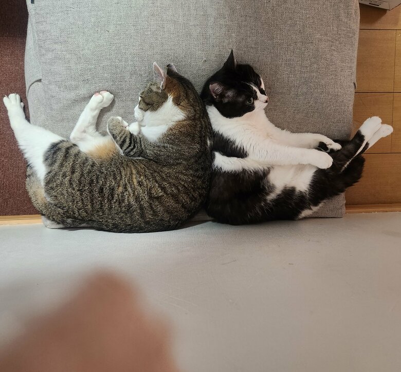 提供：やわいさん