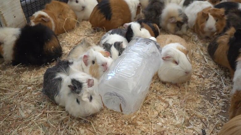 画像提供：公益財団法人東京動物園協会