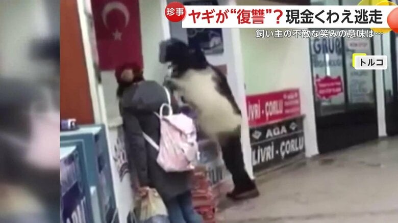 飛び乗り、そのままカウンター内へ入ったヤギ