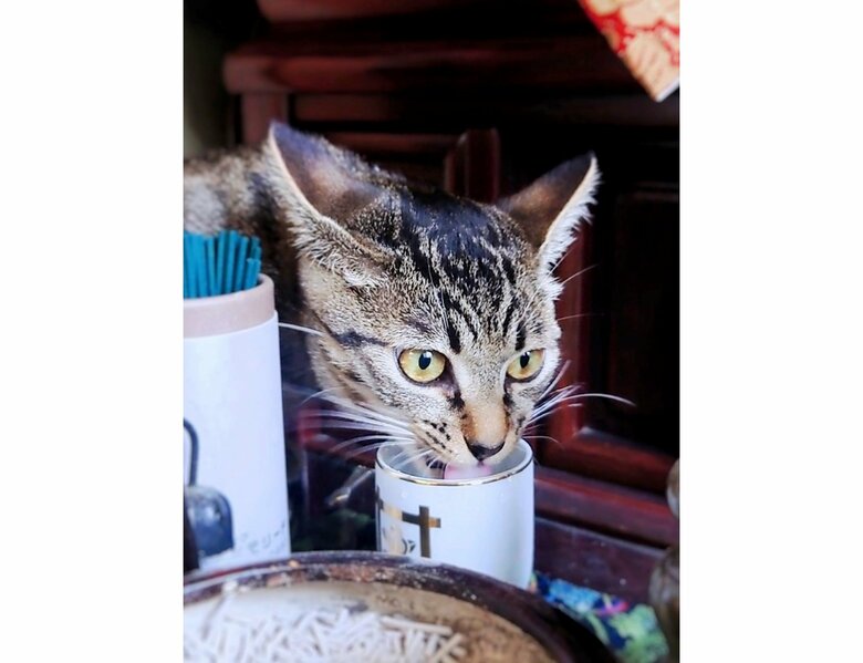 小雪ちゃん（提供：アメチカンのもなさん）