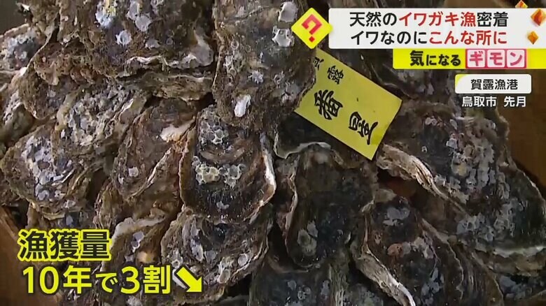 6月、鳥取市賀露漁港。採ったイワガキが並ぶ