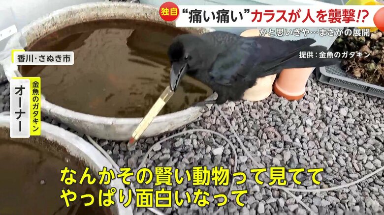 カラスの賢さに感服する撮影者